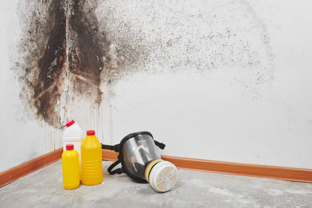 Professional Mold Removal in Blue Ridge, AL