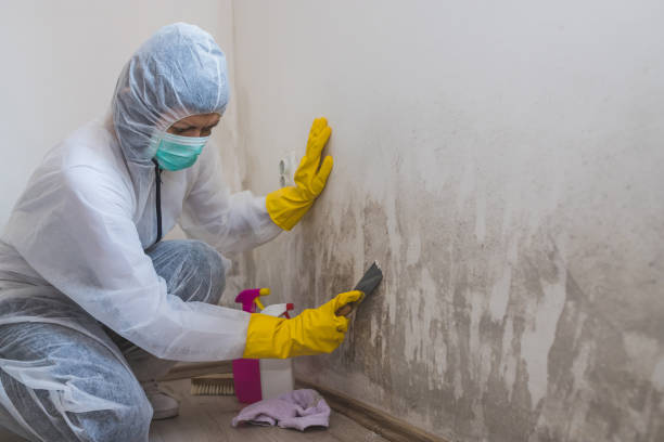 Best Attic Mold Removal  in Blue Ridge, AL