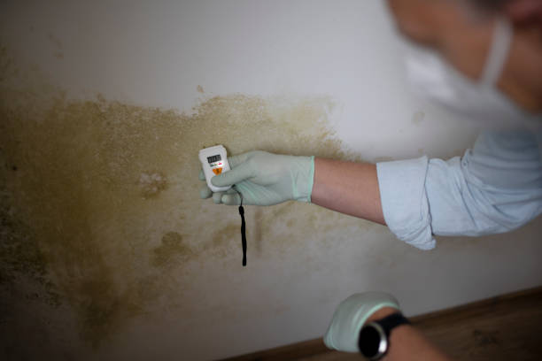 Best Mold Removal and Inspection  in Blue Ridge, AL