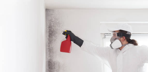 Best Fast Mold Removal  in Blue Ridge, AL