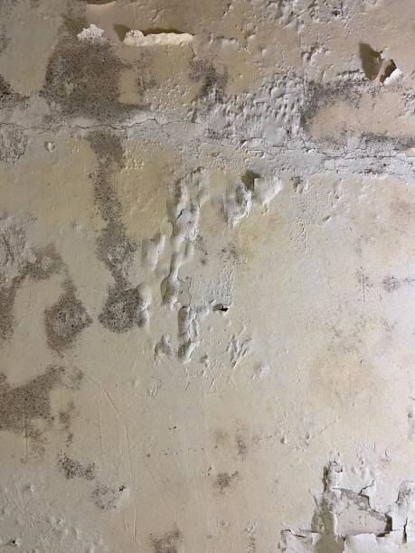 Mold Removal and Inspection in Blue Ridge, AL