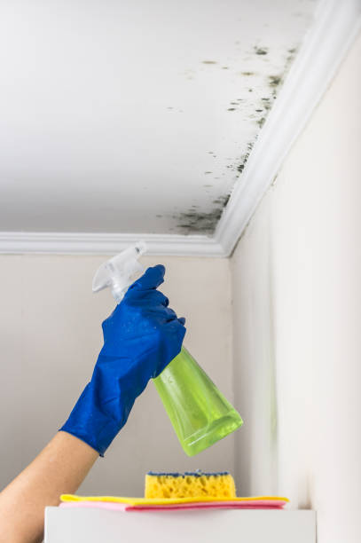 Best Mold Cleaning Services  in Blue Ridge, AL