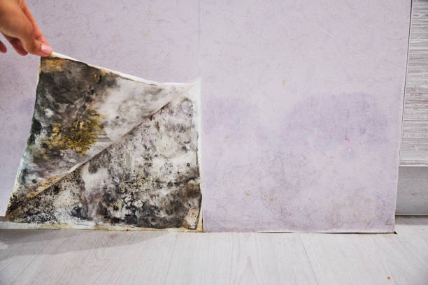 Best Local Mold Removal Service  in Blue Ridge, AL